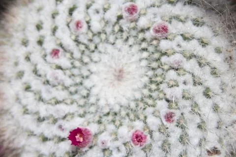 Closeup of round spiraling cactus in full bloom Foto stock