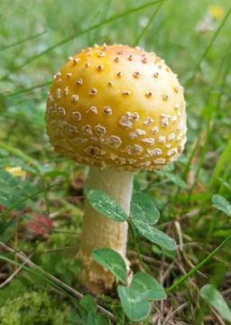 Closeup of rounded cap yellow Fly Agaric mushroom growing in grass field Stock Photos