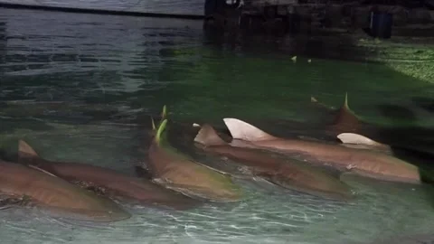 Closeup Of A Row Of Hungrey Wild Sharks Waiting For Food Stock Footage 296337247