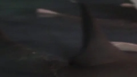 Closeup Of A Row Of Wild Sharks On The Shaws Of The Beach Stock Footage 296337532