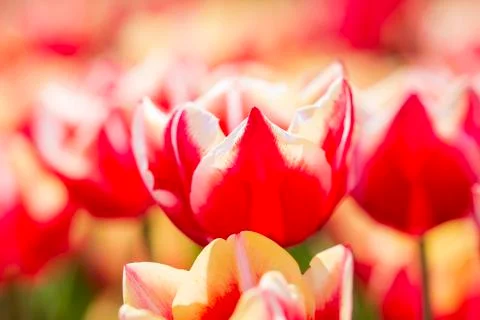 Closeup of rows Dutch red and white flamed tulips in a flower field Holland Stock Photos