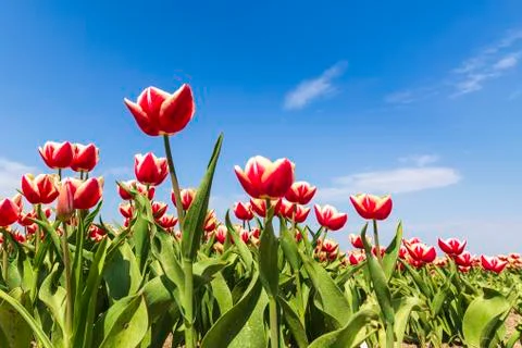 Closeup of rows Dutch red and white flamed tulips in a flower field Holland Stock Photos