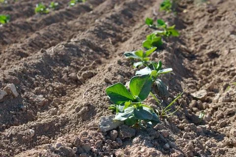 Closeup of rows of planted cabbage healthy vegetables in soil on agricultur.. Stock Photos