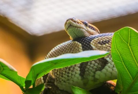 Closeup of a royal python laying in a tree, tropical constrictor snake from A Stock-Fotos