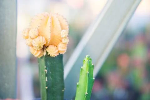 Closeup ruby ball or grafted cactus in greenhouse plant, Selective focus Foto stock