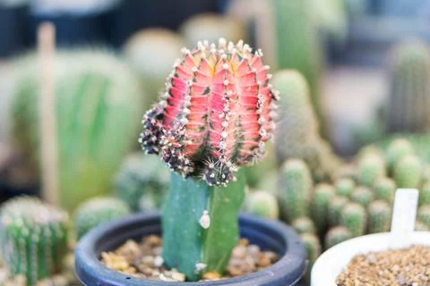Closeup ruby ball or grafted cactus in greenhouse plant, Selective focus Stock Photos