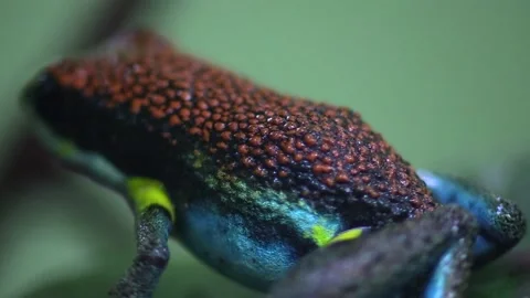 Closeup Ruby Poison Dart or Arrow Frog Toxic Poisonous Skin in Amazon Jungle Stock Footage 132611028