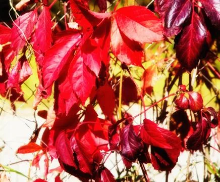 Closeup on Ruby Red colored Autumn Leaves Foto stock