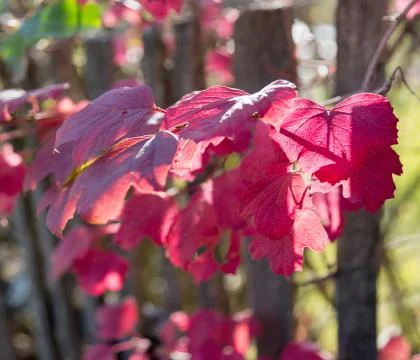 Closeup on Ruby Red colored Autumn Leaves Stock Photos