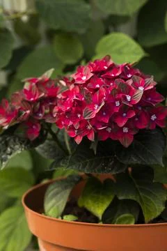 Closeup of ruby red Hydrangea (hortensia) 'Rembrandt rosso glory' Stock Photos