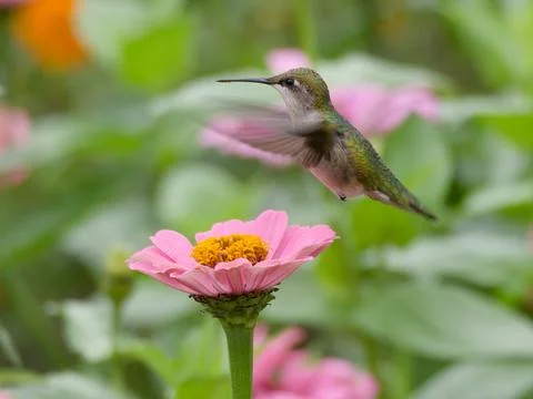Closeup of ruby-throated hummingbird approaching zinnia flower 库存照片