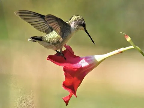 Closeup of Ruby Throated Hummingbird on a mandevilla Flower Stock Photos