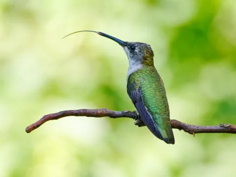 Closeup of ruby-throated hummingbird sticking its long tongue out. Foto stock
