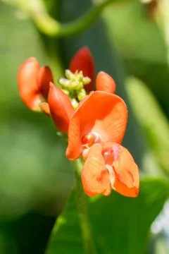 Closeup of runner bean flower (Phaseolus coccineus) Stock Photos