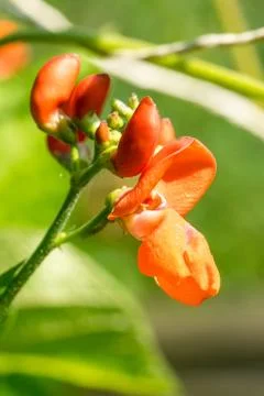 Closeup of runner bean flower (Phaseolus coccineus) Stock Photos