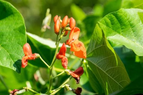 Closeup of runner bean flower (Phaseolus coccineus) Stock Photos