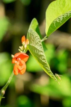 Closeup of runner bean flower (Phaseolus coccineus) with hoverfly Stock Photos