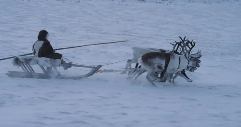 Closeup running fast reindeers and man on a sleigh in the middle of Arctic 스톡 동영상 112667852