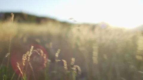Closeup of Running Through a Field with Sun in Background 動画素材 68723626