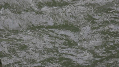 Closeup of Rushing Water in Forest River 스톡 동영상 219531320
