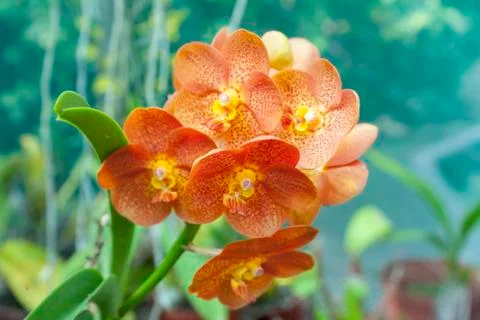 Closeup of Rust Colored Vanda Orchid in Flower Stock Photos