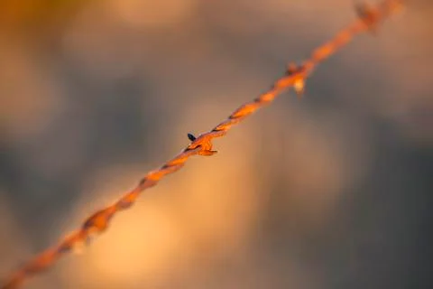 Closeup of rusty barbed wire Stock Photos