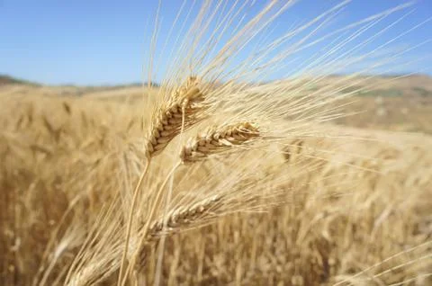 Closeup of a rye in a field Stock Photos