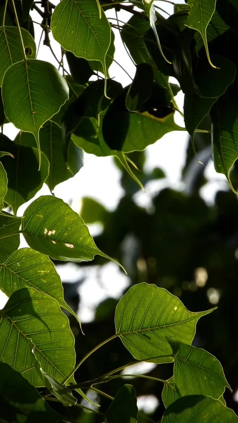 Closeup Of Sacred Fig Tree Leaves Swaying In The Breeze - Vertical Footage Stock Footage 339625234