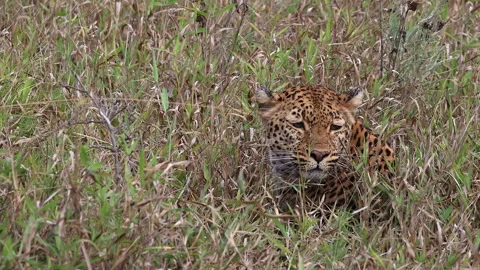 Closeup sad eyed face of leopard lying in grass on Kruger NP savanna Stock Footage 336659346