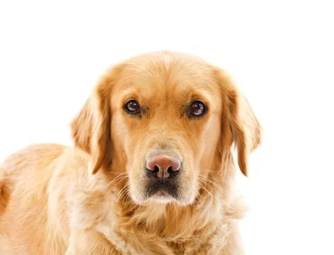 Closeup on sad face expression of golden retriever dog over white background Stock Photos