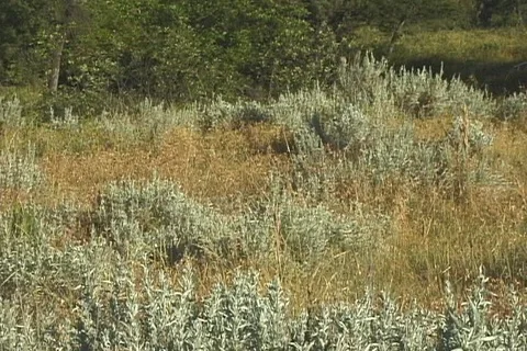 Closeup of Sage Brush Hillside Stock Footage 121338235