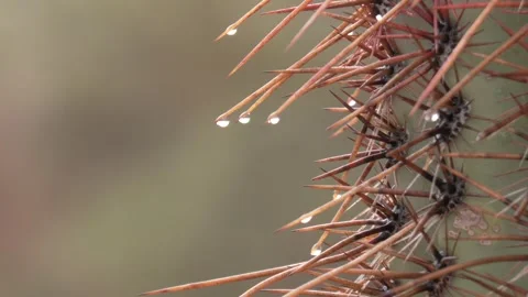 Closeup of Saguaro Cactus Spines or Thorns with Water Raindrops in Desert Video stock 332666491