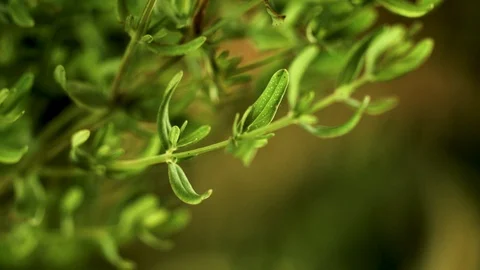Closeup of saint john's wort leaf (2) Video stock 129020833