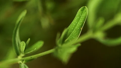 Closeup of saint john's wort leaf Stock Footage 129020836