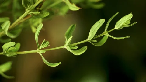 Closeup of saint john's wort leaf (3) 動画素材 129020840