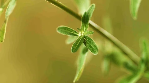Closeup of saint john's wort leaf (4) Video stock 129020851