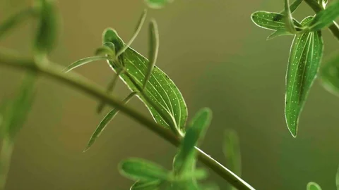 Closeup of saint john's wort leaf (10) Stock Footage 129020868