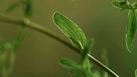 Closeup of saint john's wort leaf (7) Video stock 129020869