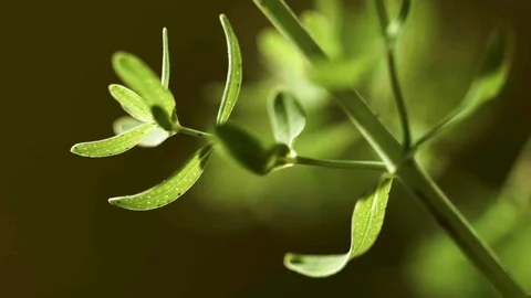 Closeup of saint john's wort leaf (8) 動画素材 129020875
