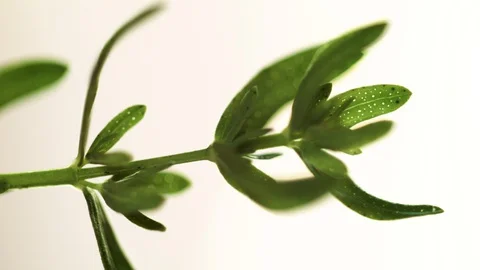 Closeup of saint john's wort leaf (5) Video stock 129020876