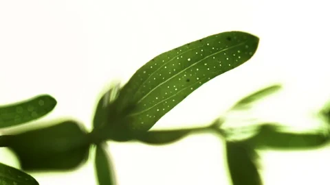 Closeup of saint john's wort leaf (9) Video stock 129020896