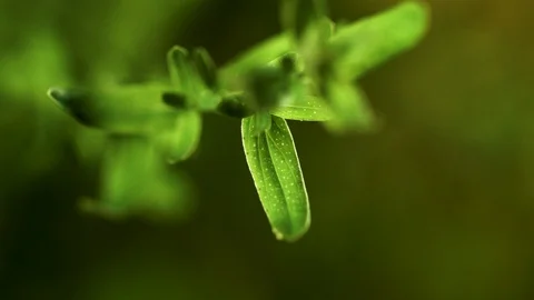 Closeup of saint john's wort leaf (6) Video stock 129020905