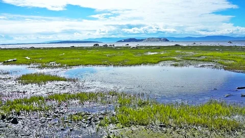 Closeup of Saint Lawrence river beach in Kamouraska Stock Footage 79597196