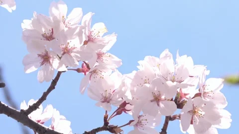 Closeup of sakura in full bloom with blue sky. Cherry blossom. Yoshino. 4K Stock Footage 329657371