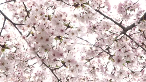 Closeup of sakura in full bloom with sun flare. Cherry blossoms in Japan. 4K Stock Footage 168468382