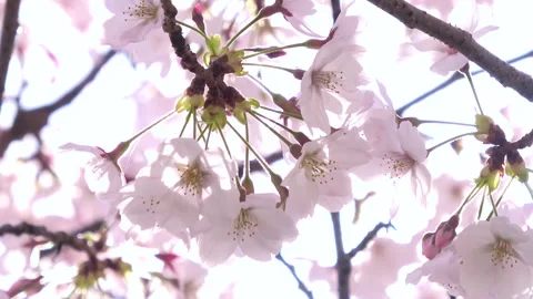 Closeup of Sakura in full bloom with sun flare, Japan. Cherry blossom. Yoshino Stock Footage 254050725