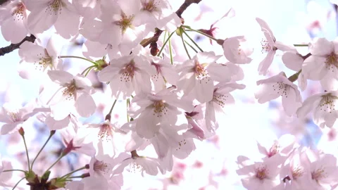 Closeup of Sakura in full bloom with sun flare, Japan. Cherry blossom. Yoshino Stock Footage 254050760