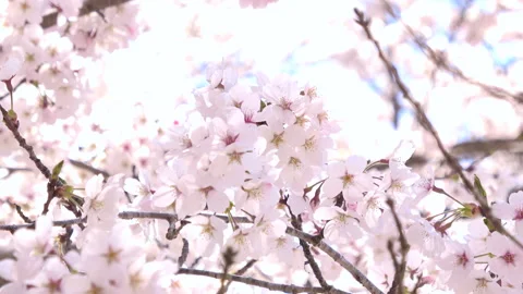 Closeup of Sakura with the sun flare in Japan. Cherry blossom. Yoshino. 4K Stock Footage 233061753
