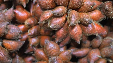 Closeup Of Salak Fruit Stock Footage 106505643