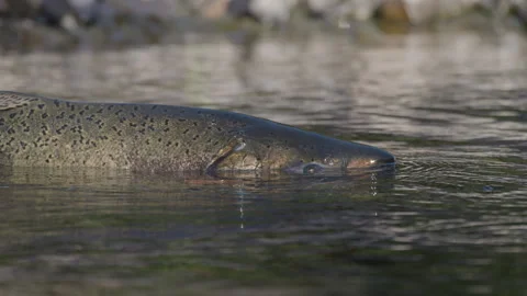 Closeup of Salmon in Eagle Creek, Oregon Stock Footage 345369918